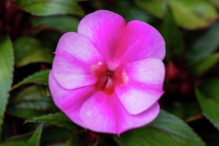 Pink New Guinea Impatiens Flowers In Pots Photograph By Artush Foto   Pink New Guinea Impatiens Flowers In Pots Artush Foto 