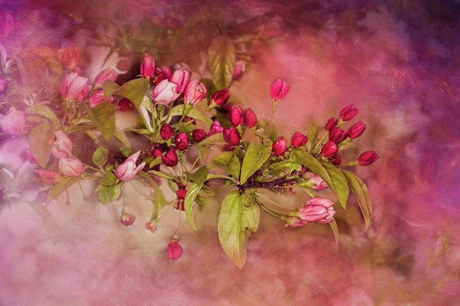 Spring Photograph - Pink Nostalgia by Wes Iversen