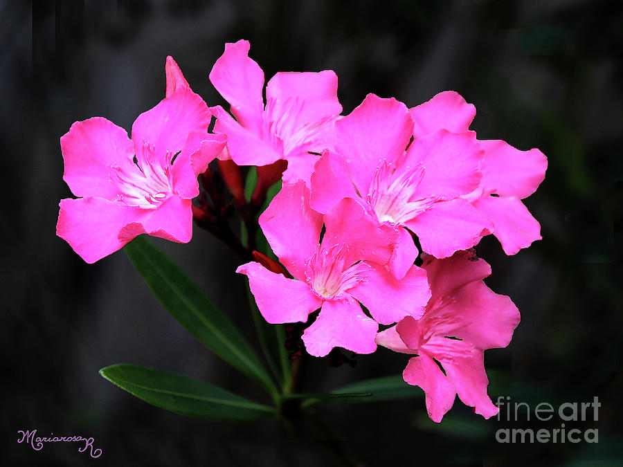 Pink Oleander Blossoms Photograph by Mariarosa Rockefeller