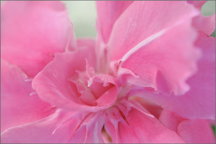 Pink Oleander Flower Macro Photograph by Jenny Rainbow