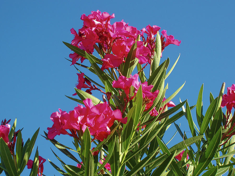 Pink Oleander with Blue Skies Photograph by Dan Podsobinski