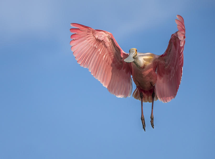 Wildlife Photograph - Pink On Blue by Greg Barsh