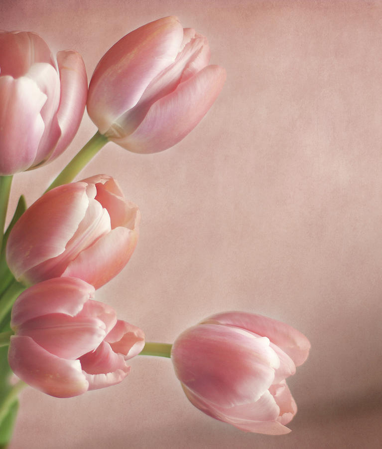 Tulip Photograph - Pink On Pink by Isabel Pavia
