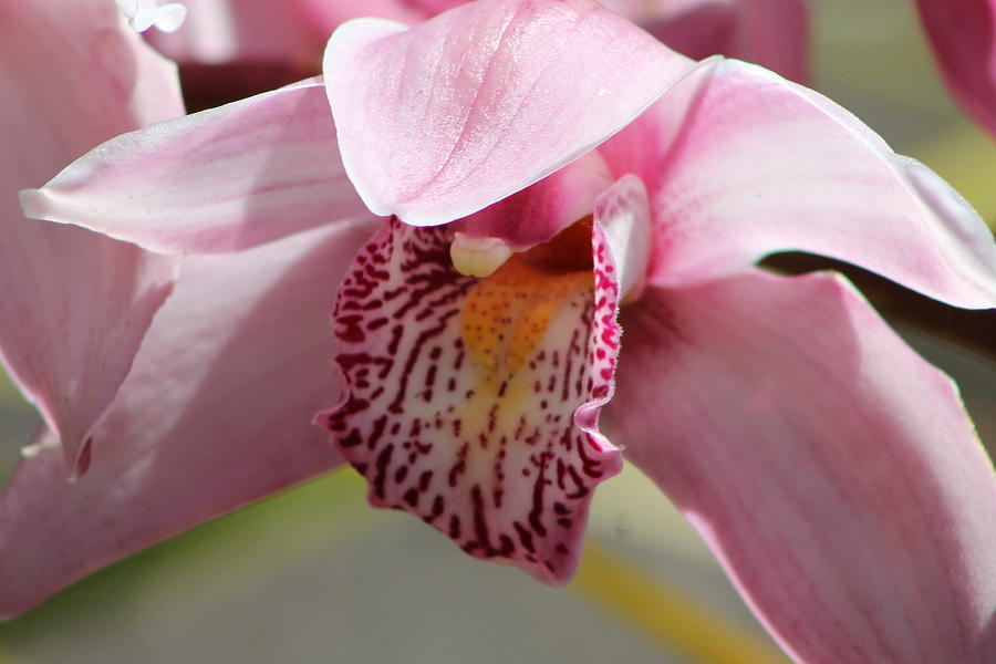 Pink Orchid Bloom Photograph