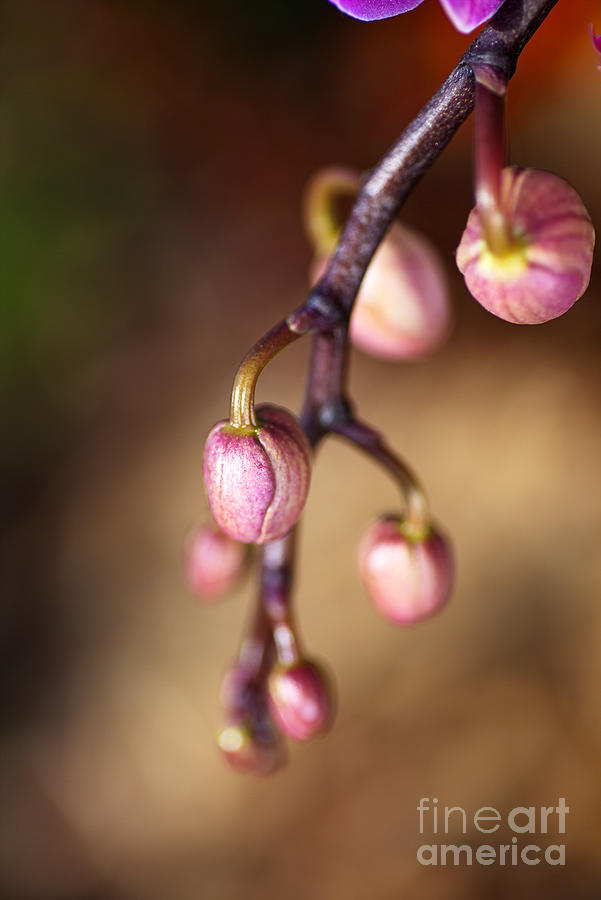 Nature Photograph - Pink Orchid Buds by Joy Watson