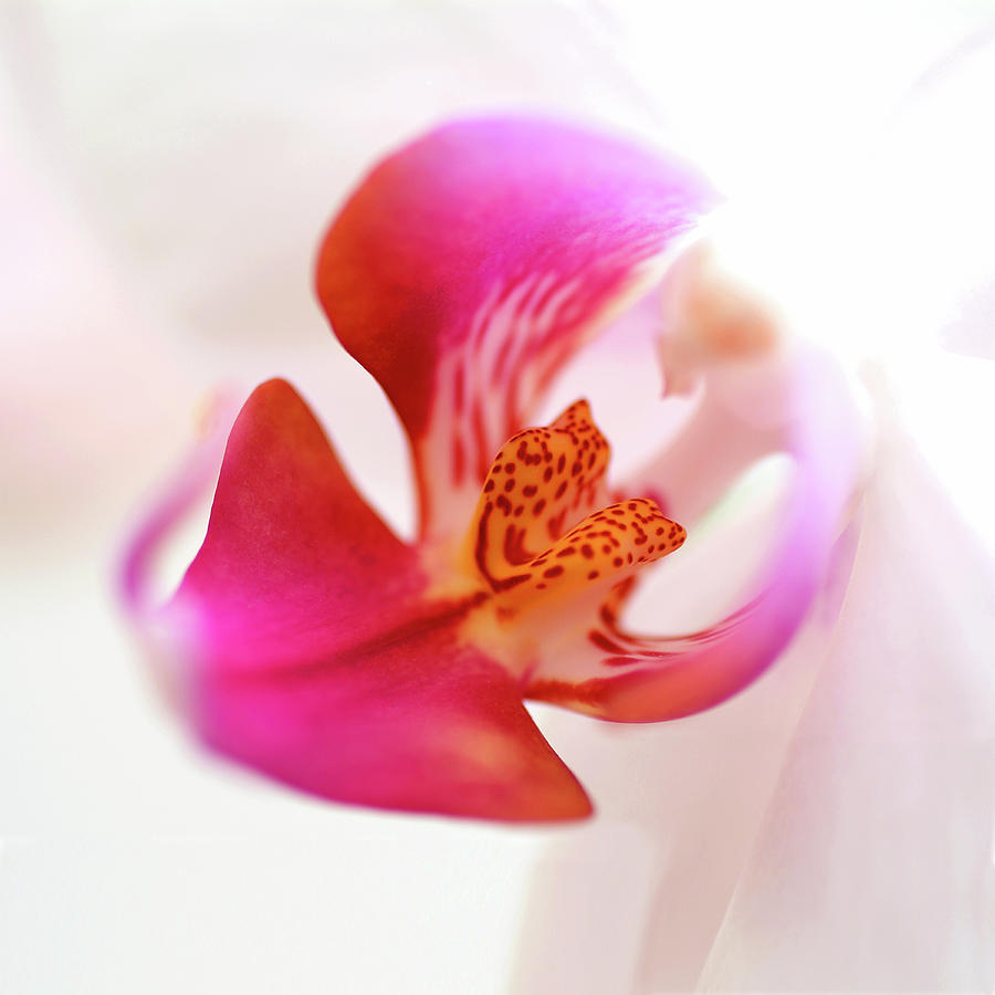 Still Life Photograph - Pink Orchid Close Up 01 by Tom Quartermaine