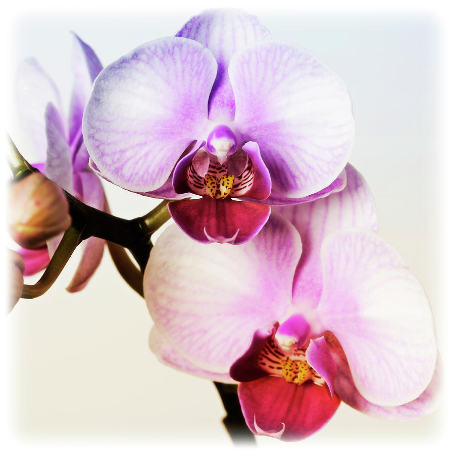 Still Life Photograph - Pink Orchid Close Up 02 by Tom Quartermaine