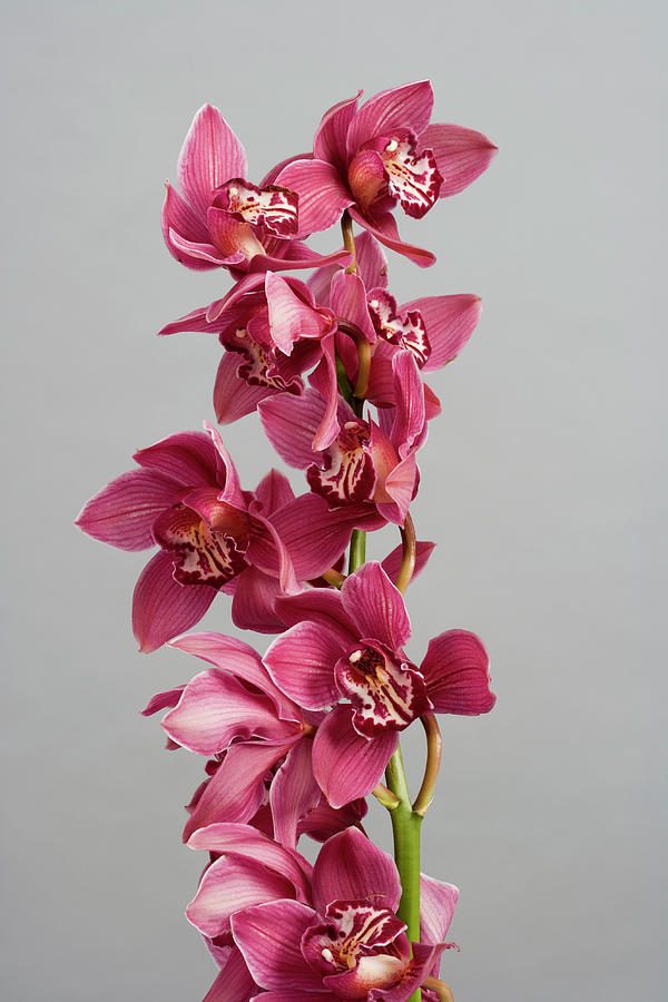 Pink Orchid Cymbidium Photograph by Halfdark