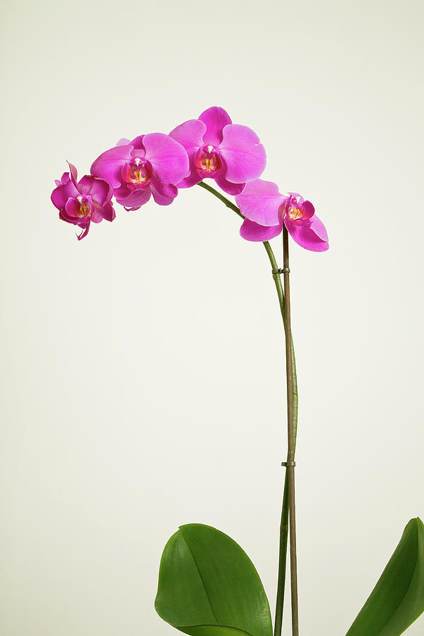 Pink Orchid Flowers Photograph by Graphixel