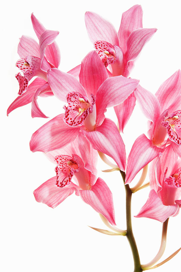 Pink Orchid Flowers On A Flowering Photograph by Mint Images/ Helen Norman