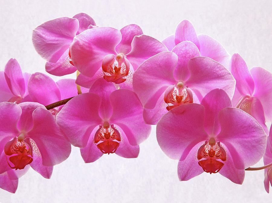 Pink Orchid Flowers On White Background Photograph by Rosemary Calvert