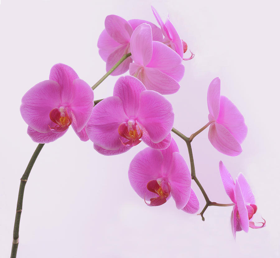 Pink Orchid Flowers Phalaenopsis Sp On Photograph by Rosemary Calvert