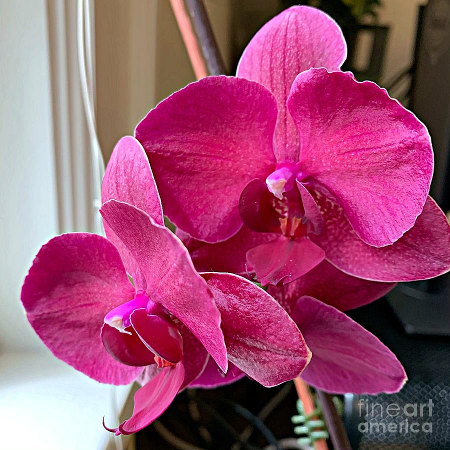 Pink Orchid Photograph