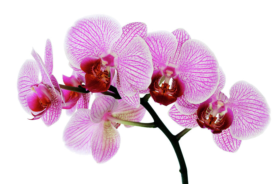 Pink Orchid Isolated On White Photograph by Aristotoo