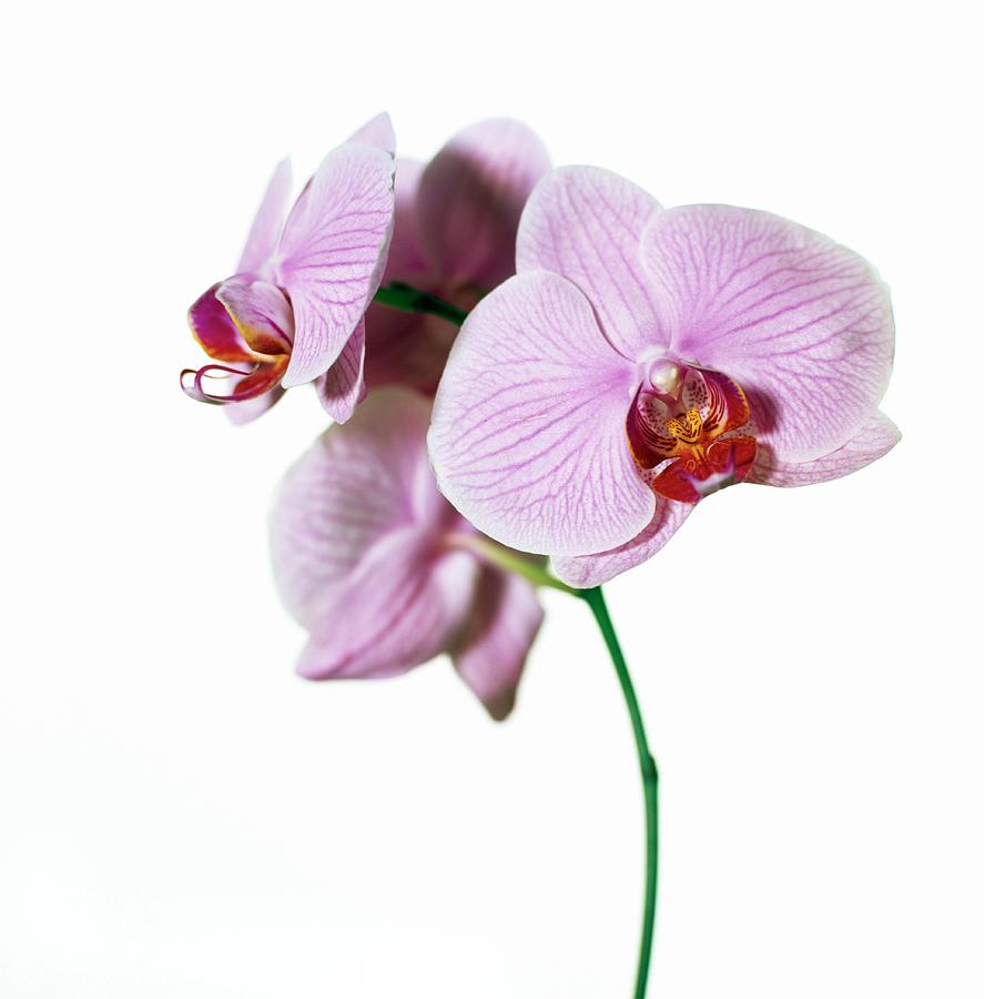 Pink Orchid On A White Background Photograph by Susanna Blavarg