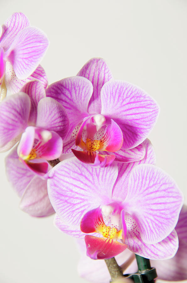 Pink Orchid Photograph by Photographer Nick Measures