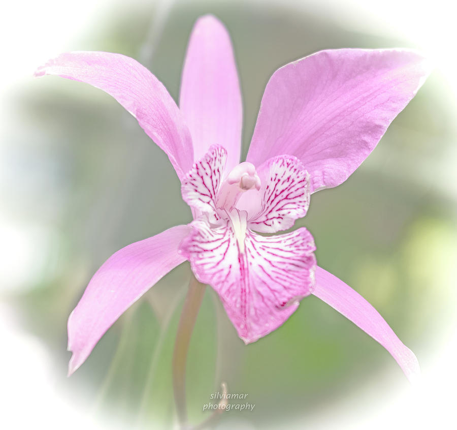 Pink Orchid Digital Art by Silvia Marcoschamer