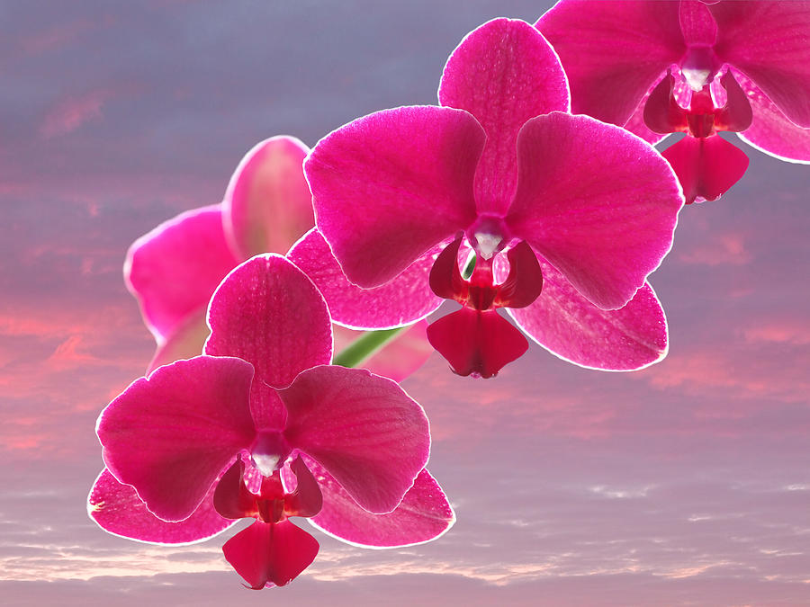 Pink Orchid Sunset Photograph by Gill Billington