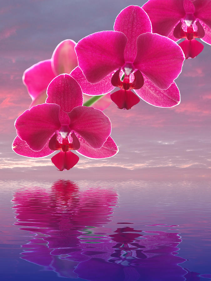 Pink Orchid Sunset Reflections Photograph by Gill Billington