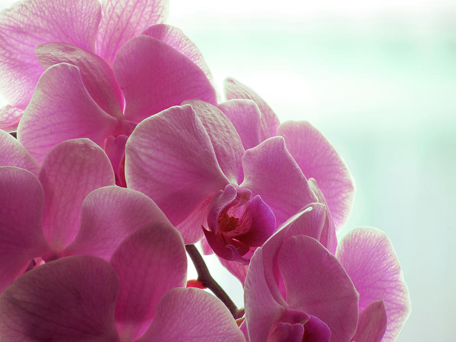 Pink Orchid Photograph by Tioloco