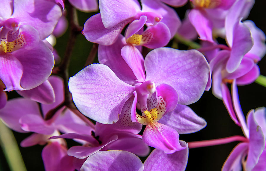 Pink Orchids Photograph by Dawn Richards