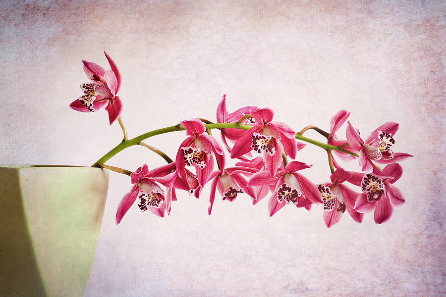 Pink Orchids Photograph by Doug Chinnery
