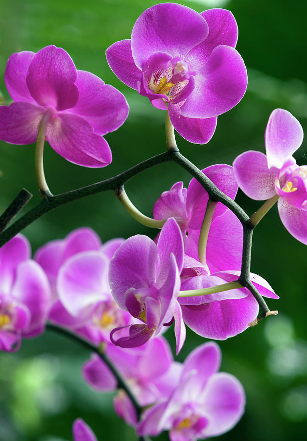 Pink Orchids High Resolution Picture Photograph by Zepperwing