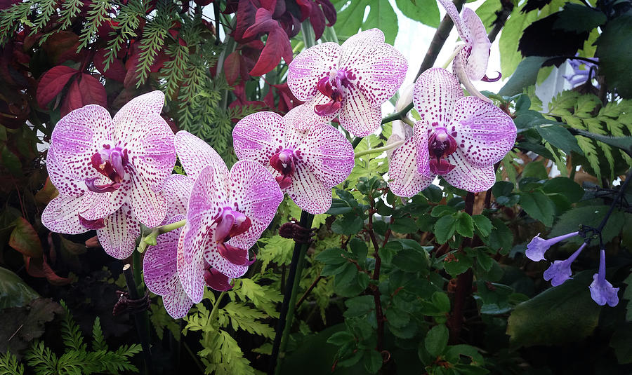Pink Orchids in a Row by Nareeta Martin Pink Orchids in a Row by Nareeta Martin