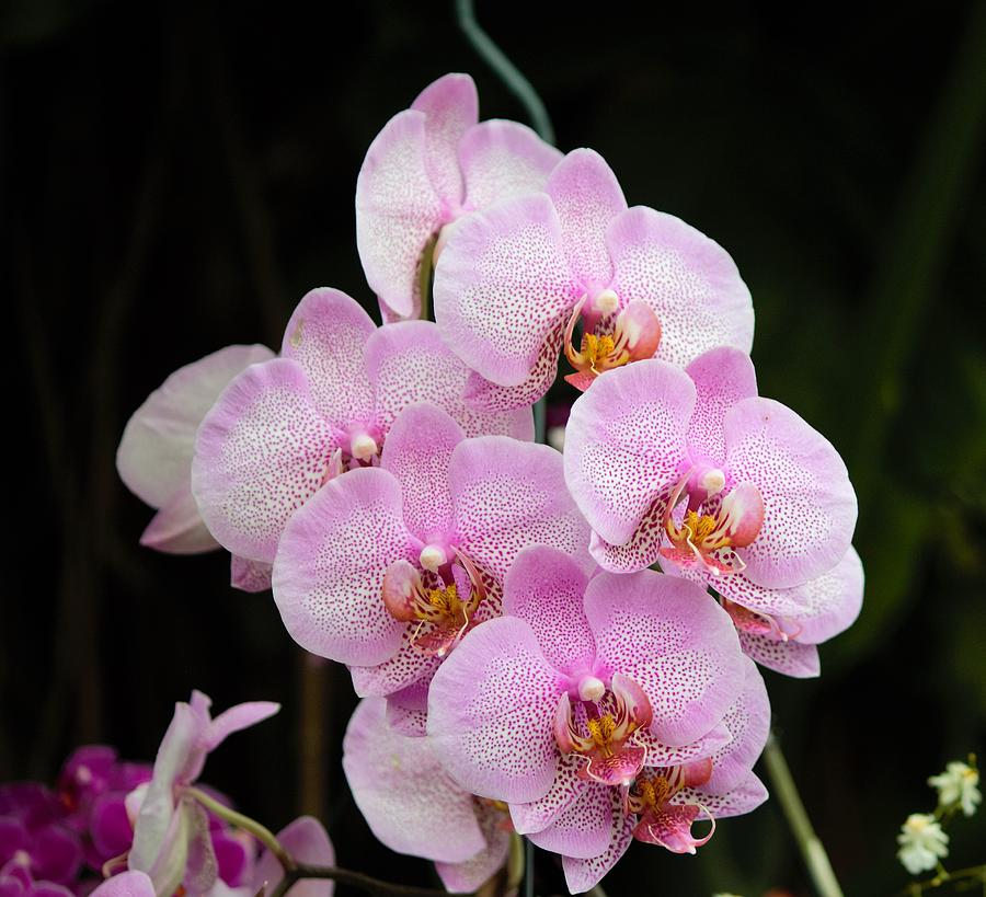 Pink Orchids Portrait Photograph