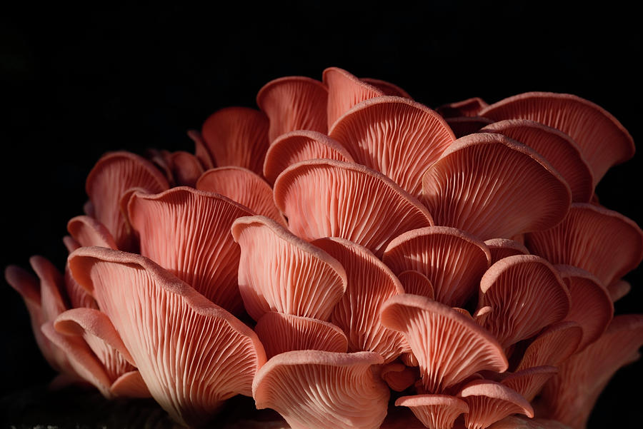 Pink Oyster Mushroom by Johanna Froese Pink Oyster Mushroom by Johanna Froese