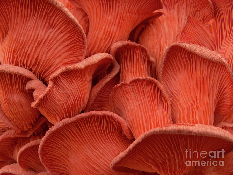 Pink Oyster Mushroom Up Close Photograph by Christy Garavetto