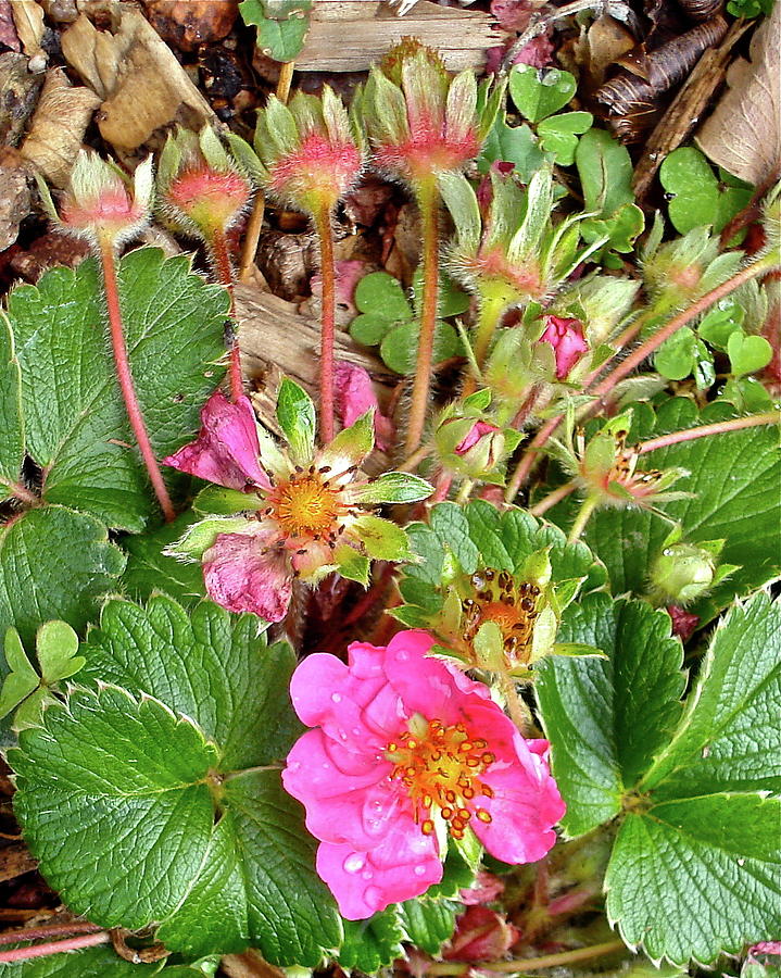 Pink Panda Strawberry Macro Photograph by Bonnie See