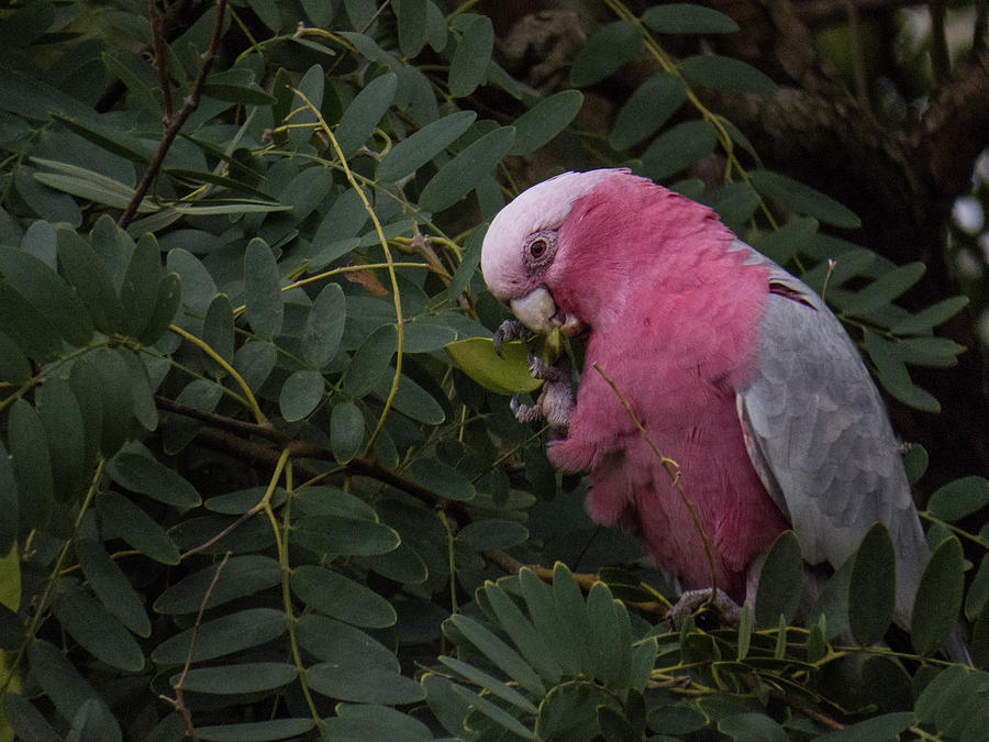 Pink Parrot Photograph by Christy Garavetto