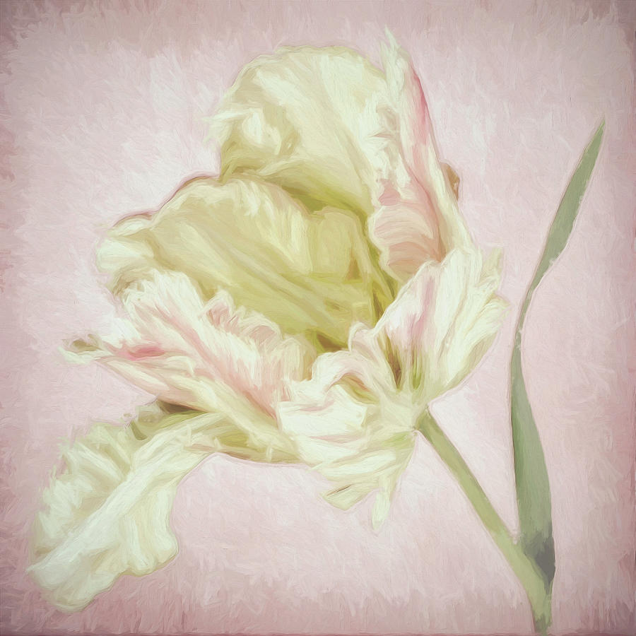 Flower Photograph - Pink Parrot Tulip Painting I by Cora Niele