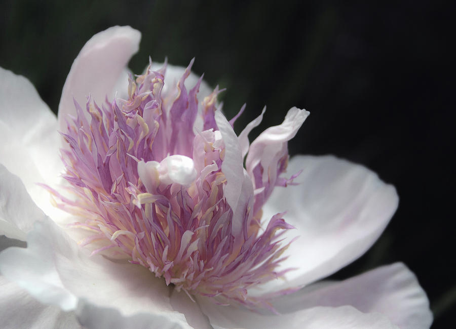 Pink Pastel Petals by Traci Asaurus Pink Pastel Petals by Traci Asaurus