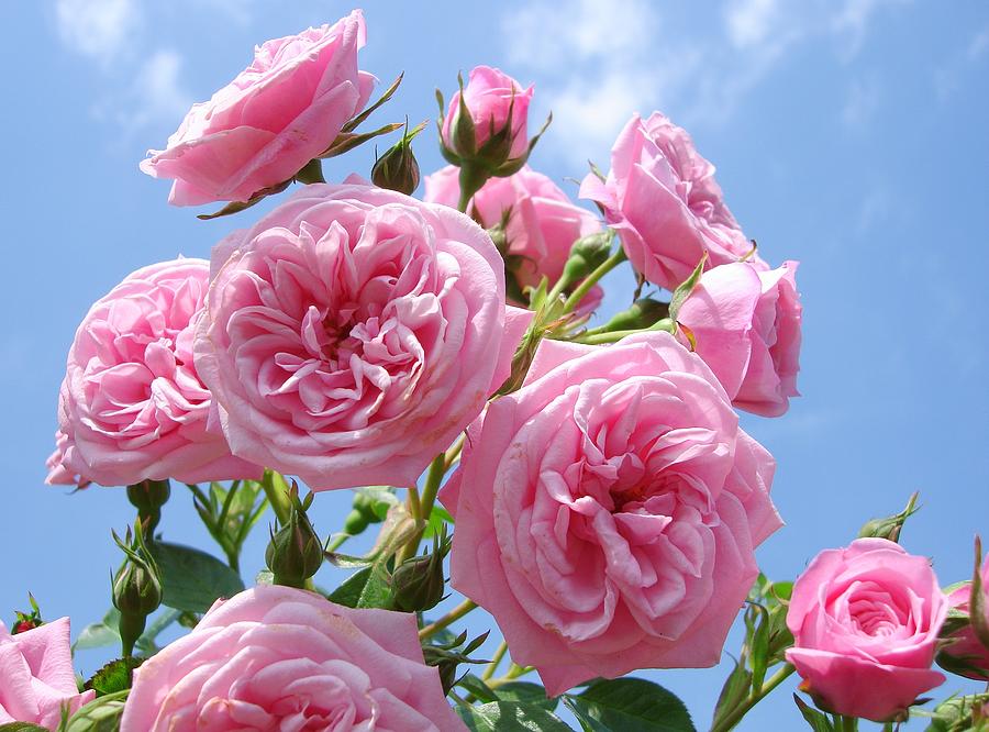 Pink Patio Rose Blue Sky By Atwag