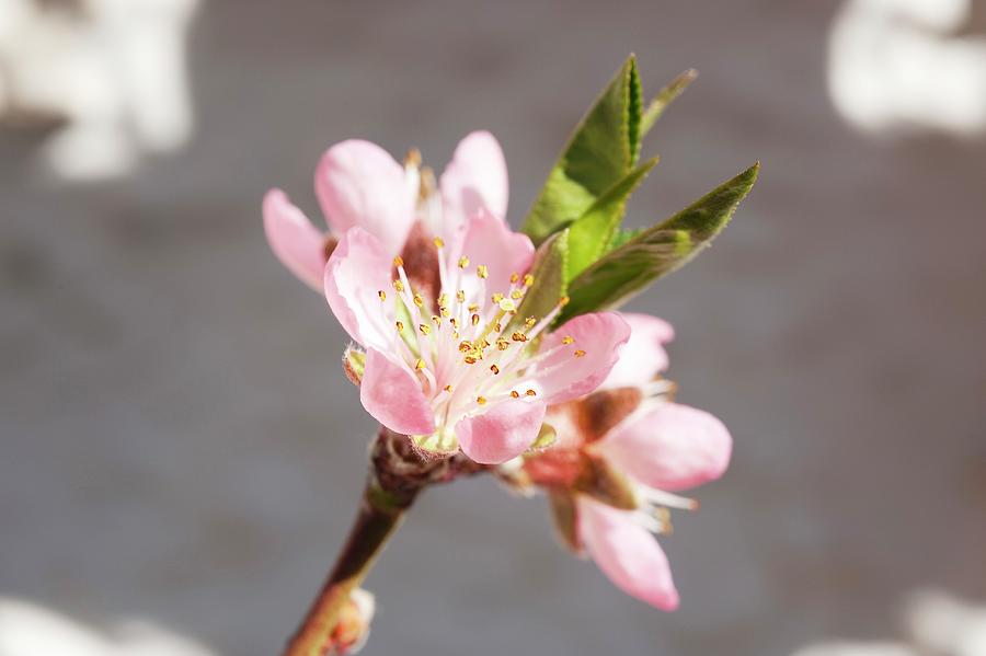 Pink Peach Blossom Photograph by Gerlach, Hans