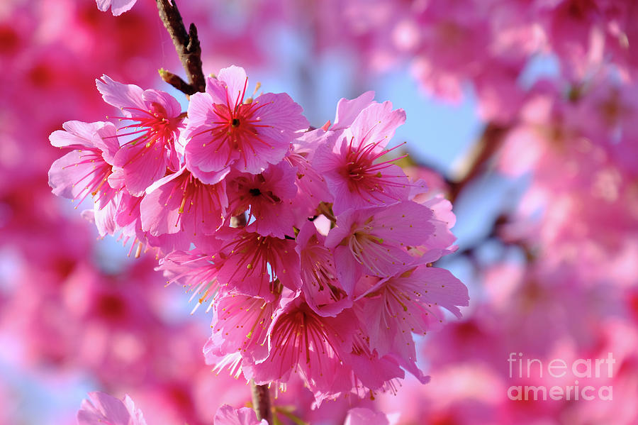 pink Peach blossoms on Peach tree h5 Photograph