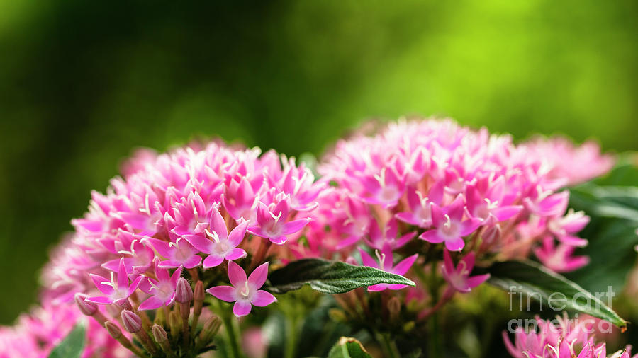 Pink Pentas Flowers Photograph by Raul Rodriguez