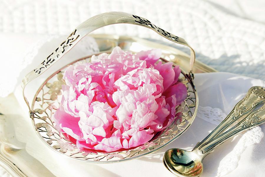 Pink Peonies In Antique Silver Dish Photograph by Angelica Linnhoff