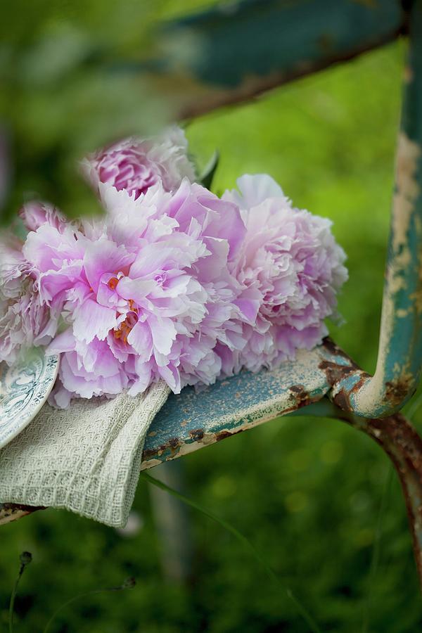 Pink Peonies On Old Metal Chair In Garden Photograph by Martina Schindler