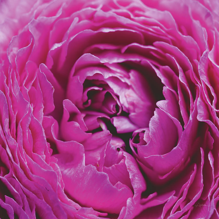 Flower Photograph - Pink Peony by Aledanda