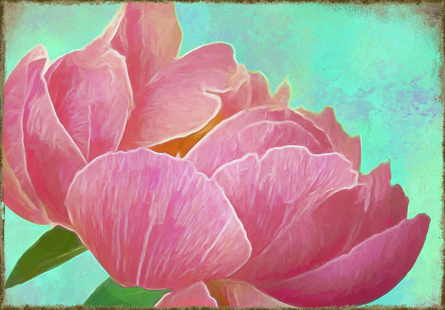 Nature Photograph - Pink Peony by Cora Niele