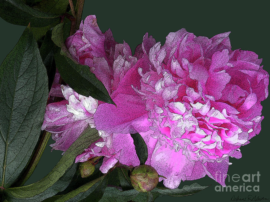 Pink Peony by Deborah Eve Alastra Pink Peony by Deborah Eve Alastra