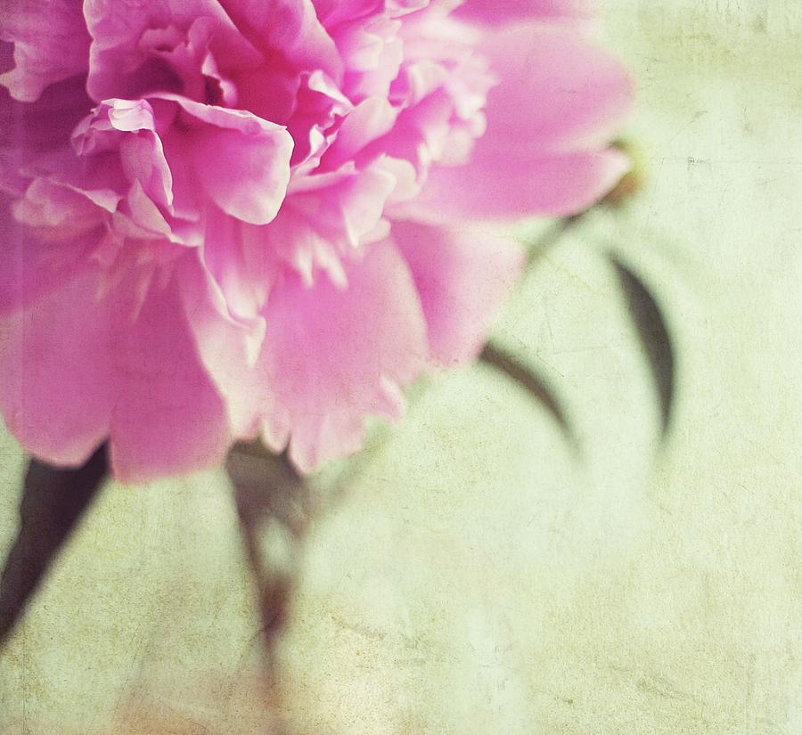 Pink Peony Flower Photograph by By Julie Mcinnes