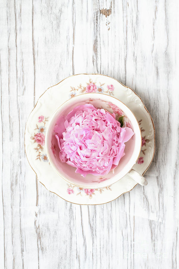 Pink Peony Flower in an Antique Tea Cup Photograph by Stephanie Frey