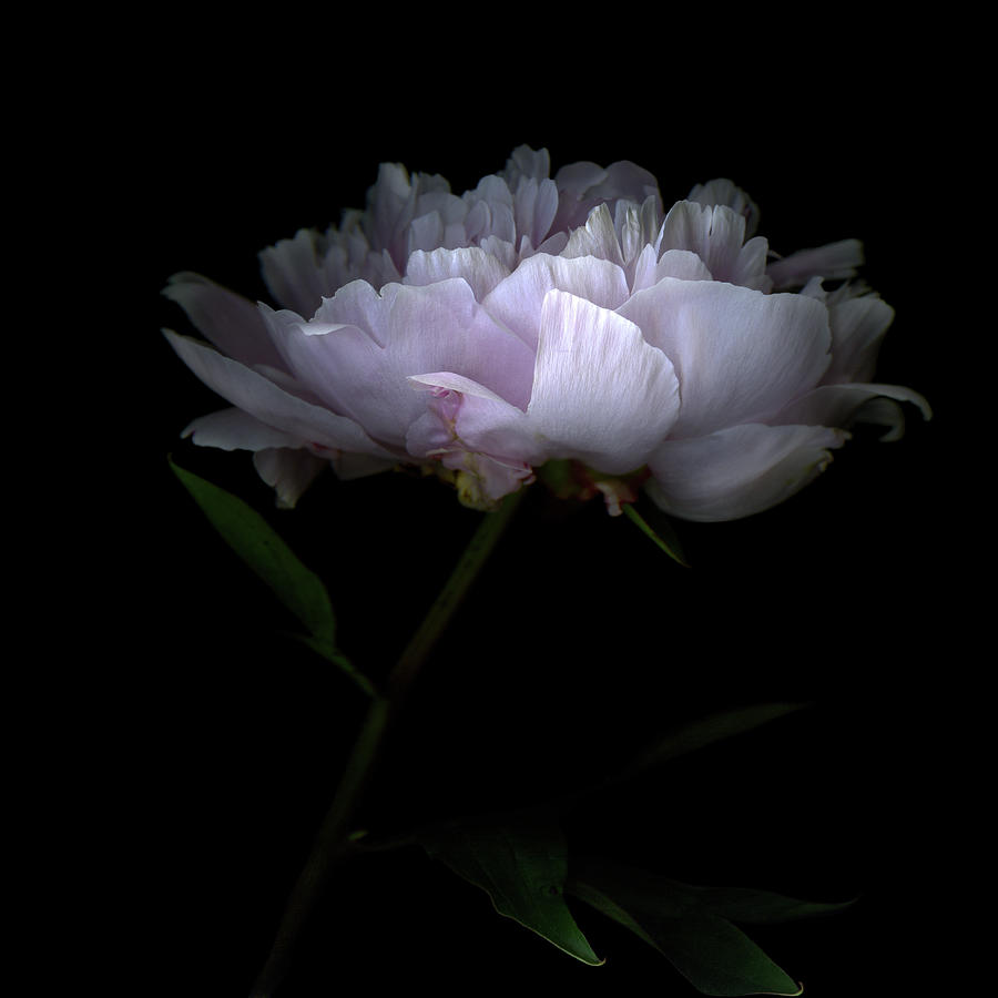 Pink Peony Flower Photograph by Photograph By Magda Indigo