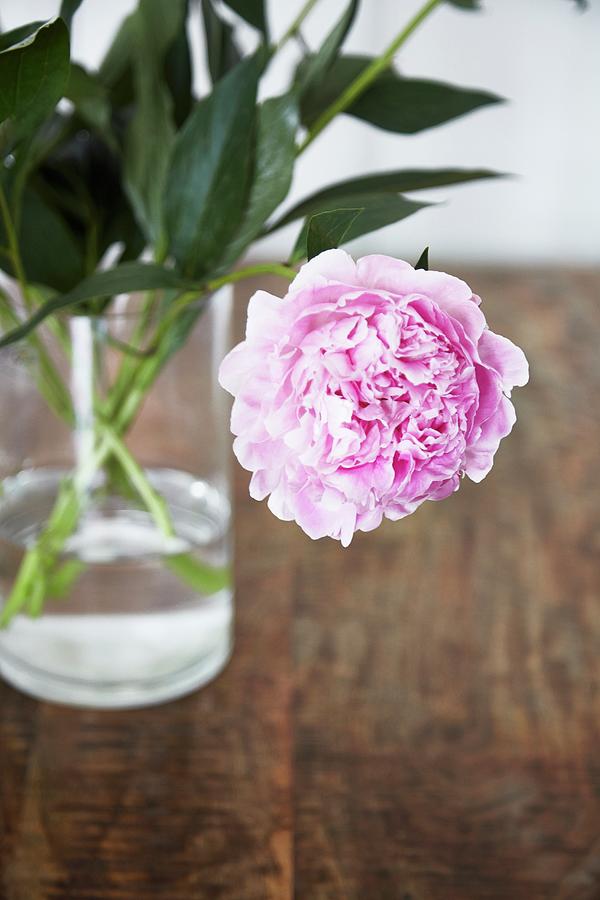 Pink Peony In Glass Vase Photograph by Nicoline Olsen