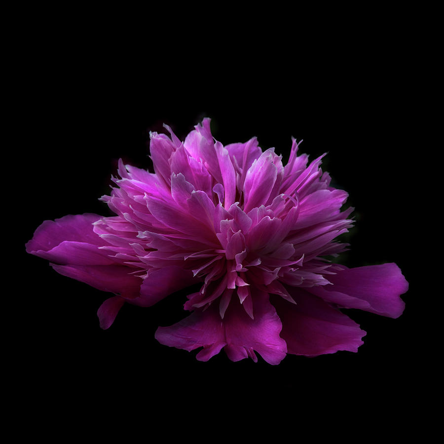Pink Peony in Square Photograph by Debra and Dave Vanderlaan