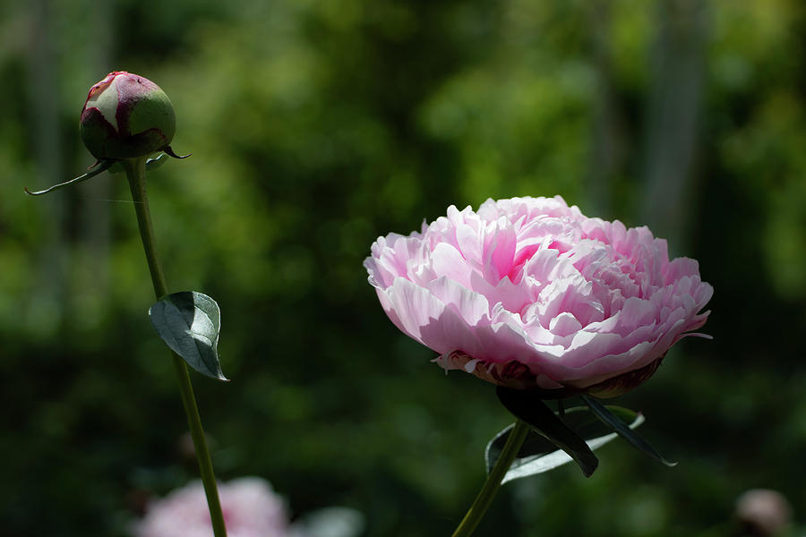 Pink Peony by Mariella Wassing Pink Peony by Mariella Wassing